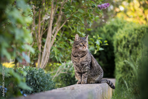 Tabby cat sits on a wall and looks to the right. Portrait of a European shorthair cat watching the action outdoors. Outside in summer in the garden with trees and plants