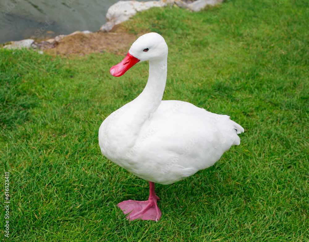 White duck with red beak.