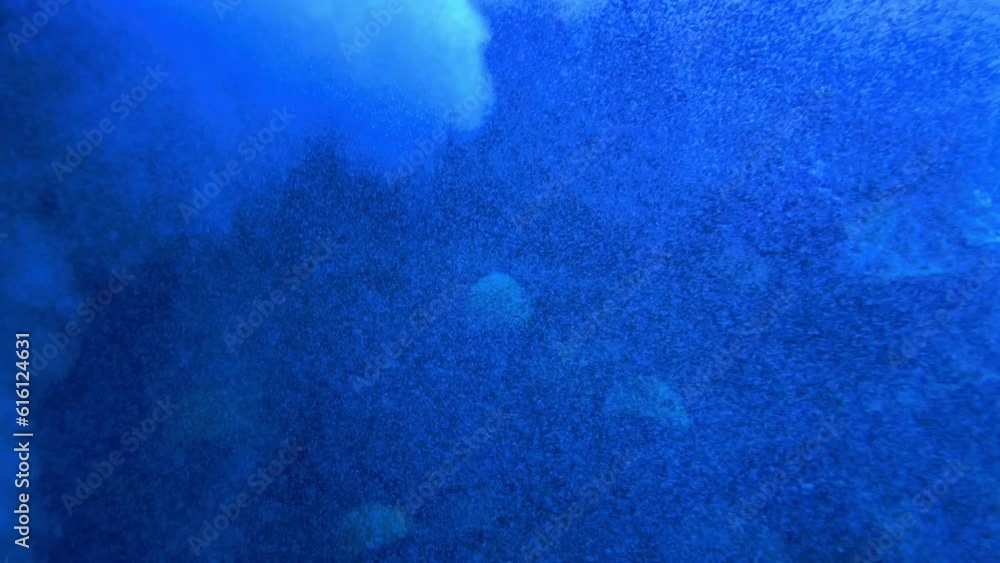 underwater scene with fishes and reef. High quality 4k footage underwater scene with fishes and reef. High quality 4k footage