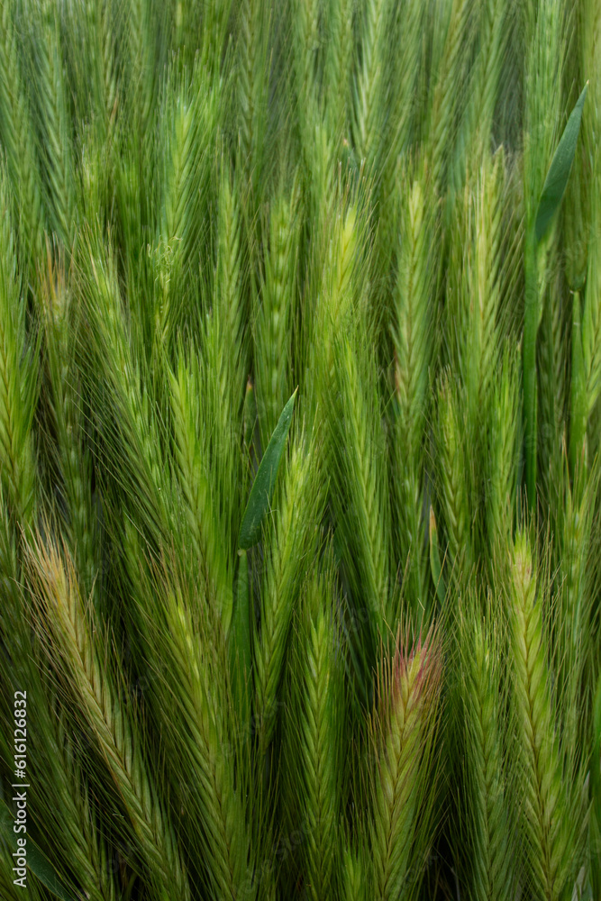pattern of green ears of corn. summer background pattern of green ears of corn. summer background