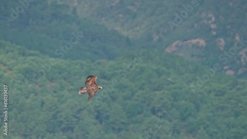 Golden Eagle (Aquila chrysaetos) Soaring in the Pyrenees in Catalonia Spain
