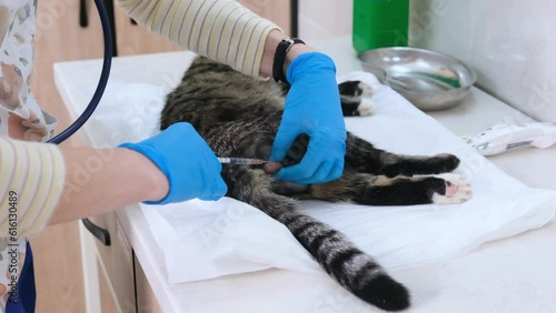 the veterinarian gives the cat an analgesic injection in the testicles before the castration operation.