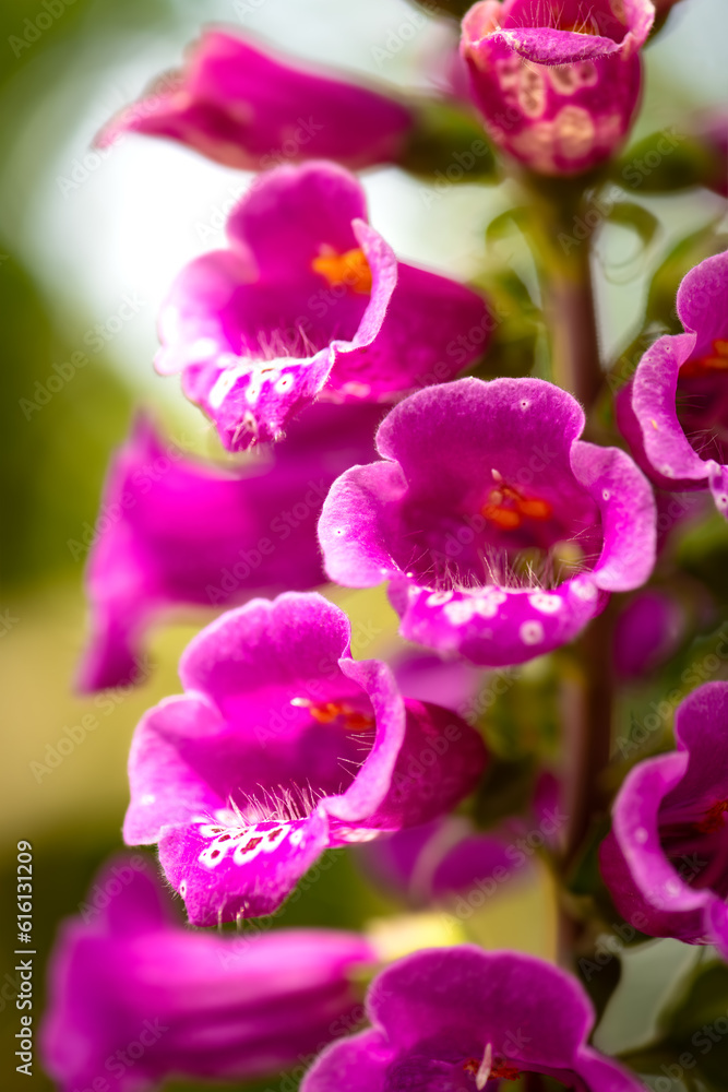 Foxglove (Digitalis purpurea) is a poisonous species of flowering plant in the plantain family Plantaginaceae. Macro close up of pink flowering stem with dotted translucent and tubular single flowers. Foxglove (Digitalis purpurea) is a poisonous species of flowering plant in the plantain family Plantaginaceae. Macro close up of pink flowering stem with dotted translucent and tubular single flowers.