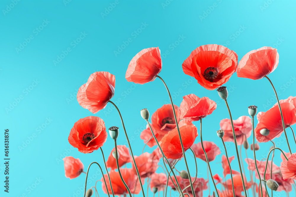 Fototapeta premium Blossom red poppies on blue sky background