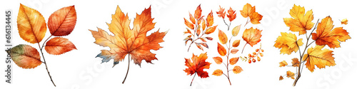 Watercolor illustration autumn leaves transparent background  PNG