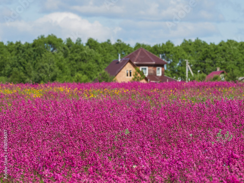 Mixed flowers in colorful meadow with wild flowers and poppy flowers. 