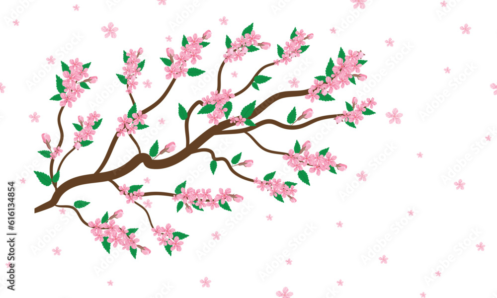 Sakura cherry blossom vector on white background. Pink Sakura flower background. Cherry blossom branch with sakura flower. Watercolor cherry blossom vector.