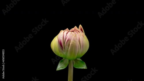 4K Time Lapse of blooming red and white Dahlia. Timelapse of growing and opening beautiful flower isolated on black background. Time-lapse close-up.