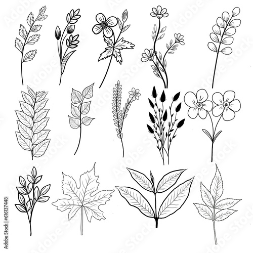 Hand-Drawn Leaf and Flower Illustrations transparent PNG set of branches and elements