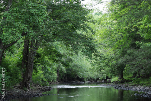 river in the woods