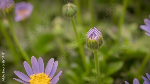 4K Time Lapse of beautiful blue Felicia flowers opening. Felicia flowers or blue daisy bush during their cycle blossoms. photo