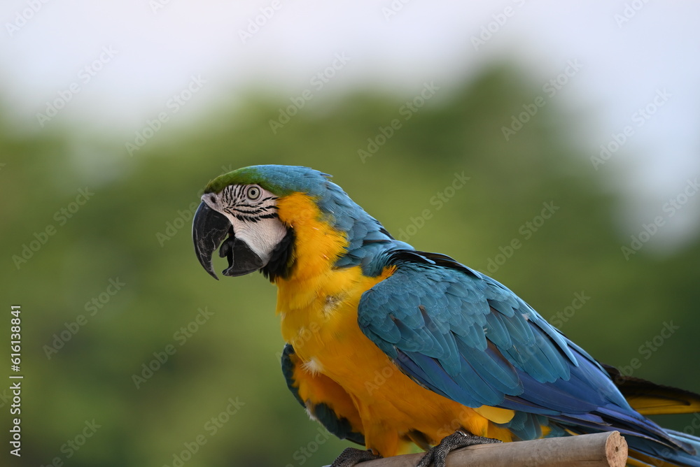 Close up of Macaw Bird, The blue and yellow macaw, Ara ararauna, also known as the blue and gold macaw Close up of Macaw Bird, The blue and yellow macaw, Ara ararauna, also known as the blue and gold macaw