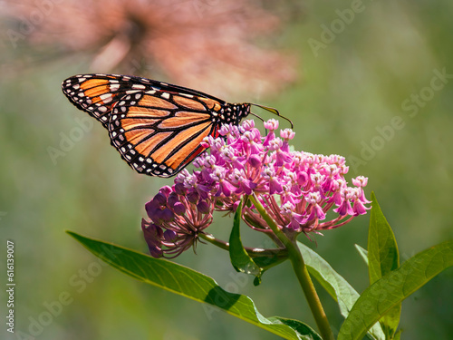Monarch Butterfly on a milkweed flower, blurred natural background,  summer time, an endangered species of butterfly © Teresa