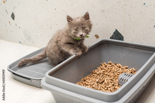 Gray kitten next to cat litter box with wooden filler