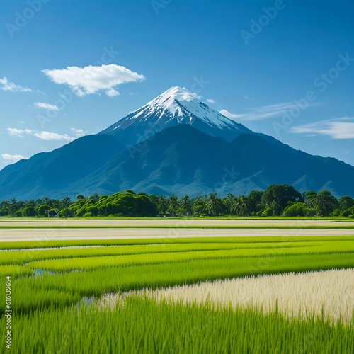 Tranquil Landscape: Rice Fields under a Clear Blue Sky with Majestic Mountains