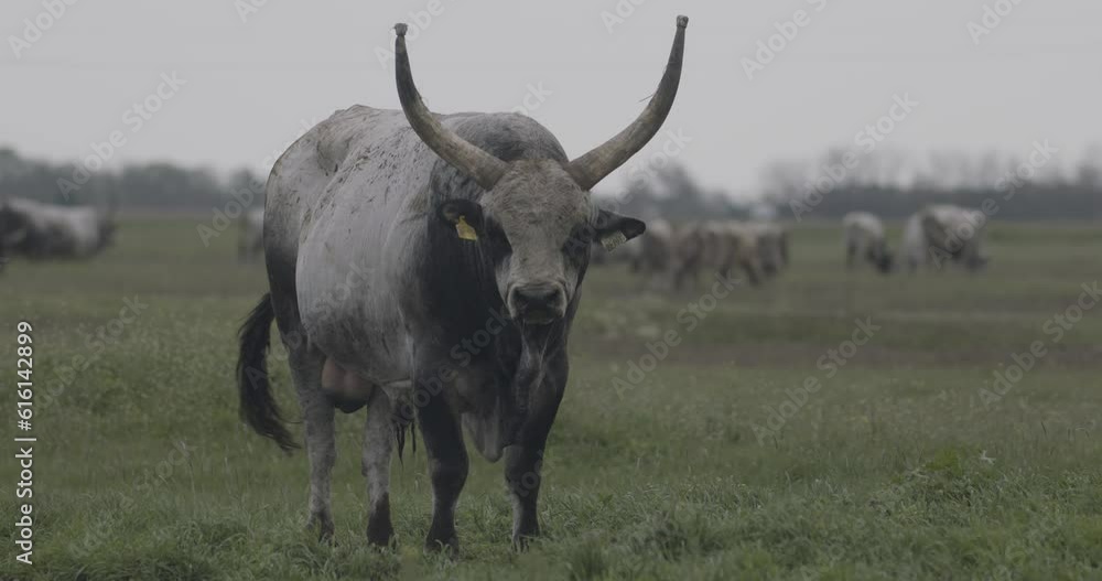 Hungarian gray cattle Bos Taurus on a pasture Close-Up Hungarian gray cattle Bos Taurus on a pasture Close-Up