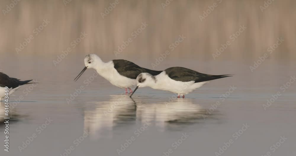 Black-Winged Stilt Himantopus Himantopus While It's Eating National Park Hungary Black-Winged Stilt Himantopus Himantopus While It's Eating National Park Hungary
