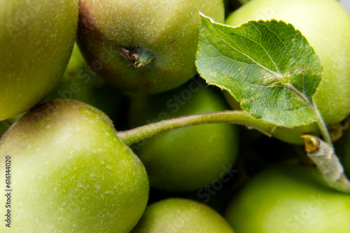 Small apples, freshly picked from the tree
