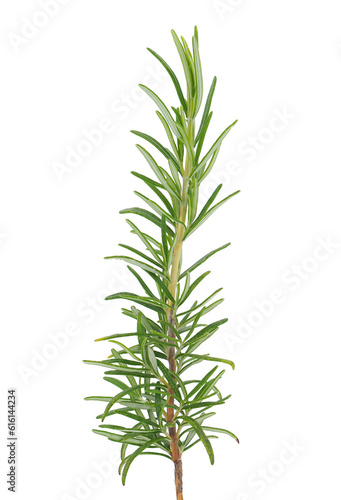 Rosemary isolated on white background, Salvia rosmarinus