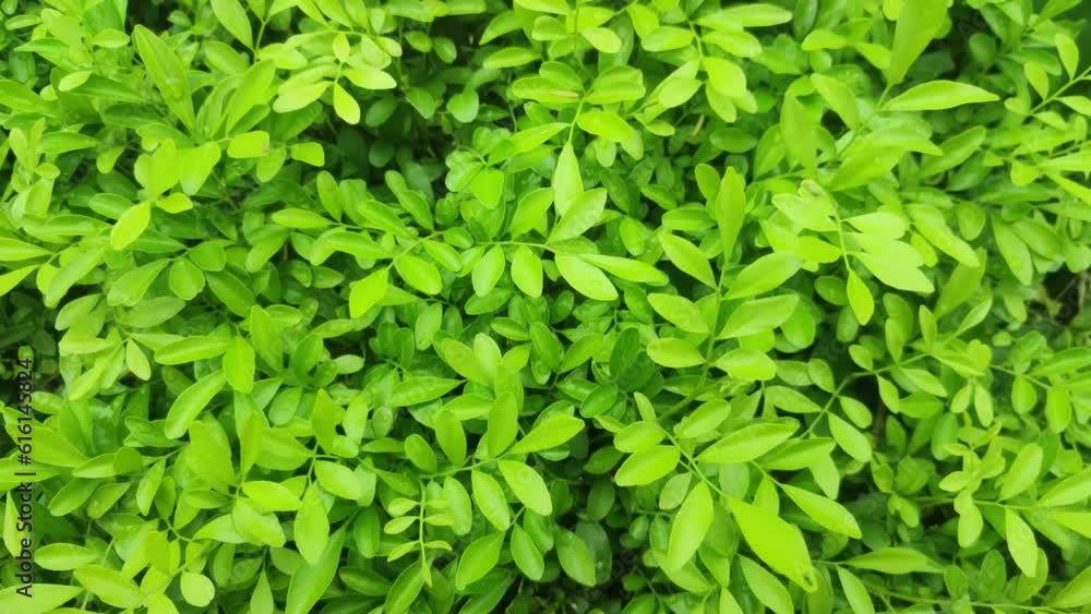 Murraya paniculata. Commonly known as orange jasmine, orange jessamine, china box or mock orange.