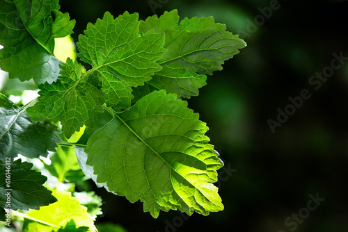 Obraz na płótnie Patchouli or pogostemon cablin green leaves on nature background.
