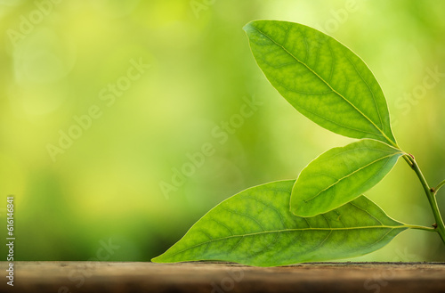 Ngai camphor branch green leaves on nature background.