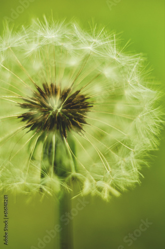 The fluffy dandelion in a macro photo