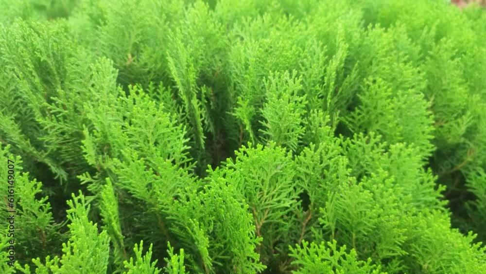 Hesperocyparis macrocarpa also known as Cupressus macrocarpa.Monterey cypress is a coniferous tree. Hesperocyparis macrocarpa also known as Cupressus macrocarpa.Monterey cypress is a coniferous tree.