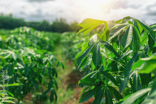 Farmers' cassava plantation There is a soft sunlight in the evening.