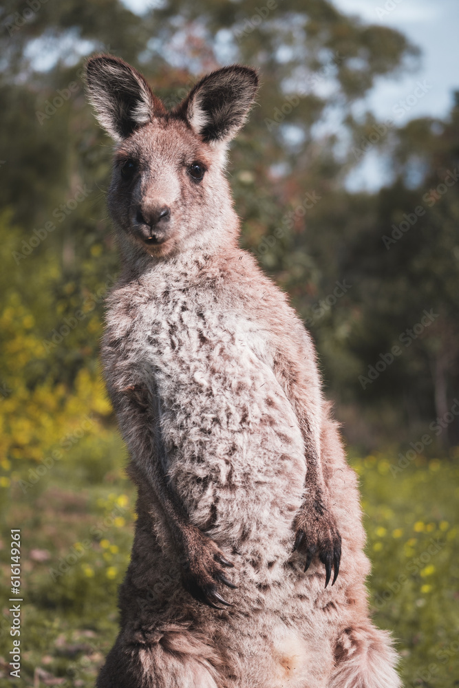 a closeup shot of an adult kangaroo looking curious in the camera, a funny shot