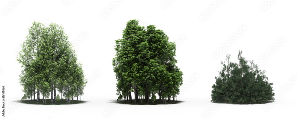 Fototapeta premium group of trees with a shadow on the ground, isolated on a white background, trees in the forest, 3D illustration, cg render