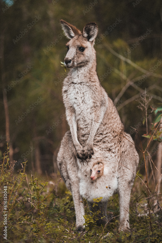 a closeup shot of a cute kangaroo with a baby in the pouch in the forest, Australia