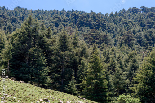 Scenic View from Chelia National Park. Atlas Cedar Forest (Cedrus Atlantica) in Mount Chelia in the Aures mountains in Algeria photo