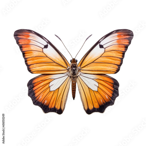 California dogface butterfly - Zerene eurydice. Transparent PNG. Generative AI