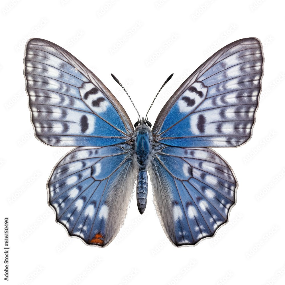 Karner blue butterfly - Plebejus melissa samuelis. Transparent PNG. Generative AI Karner blue butterfly - Plebejus melissa samuelis. Transparent PNG. Generative AI