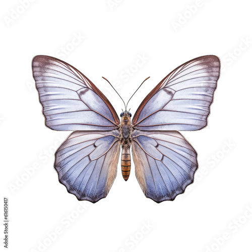 Eastern tailed-blue butterfly - Cupido comyntas. Transparent PNG. Generative AI