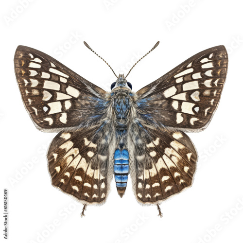 Grizzled skipper butterfly -  Pyrgus centaureae. Transparent PNG. Generative AI photo