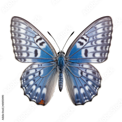 Karner blue butterfly - Plebejus melissa samuelis. Transparent PNG. Generative AI