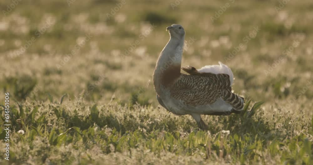 Close-Up Great Bustard Otis Tarda In The Grass Hungary Close-Up Great Bustard Otis Tarda In The Grass Hungary