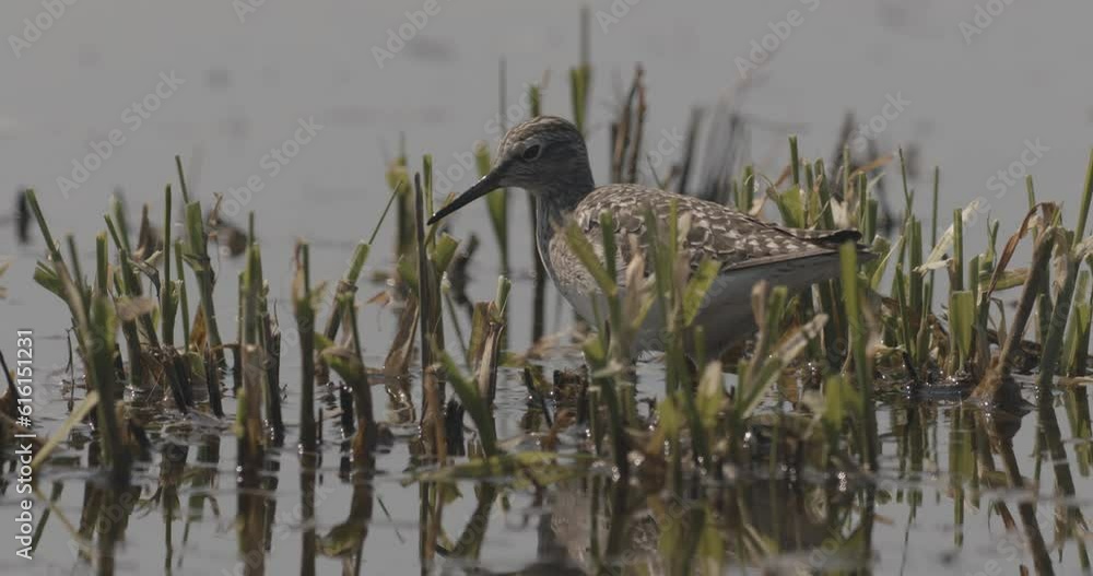 Ruff Calidris Pugnax Looking For Food In A Puddle Close-Up Image Ruff Calidris Pugnax Looking For Food In A Puddle Close-Up Image