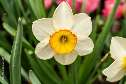 Background with white and yellow lily flower