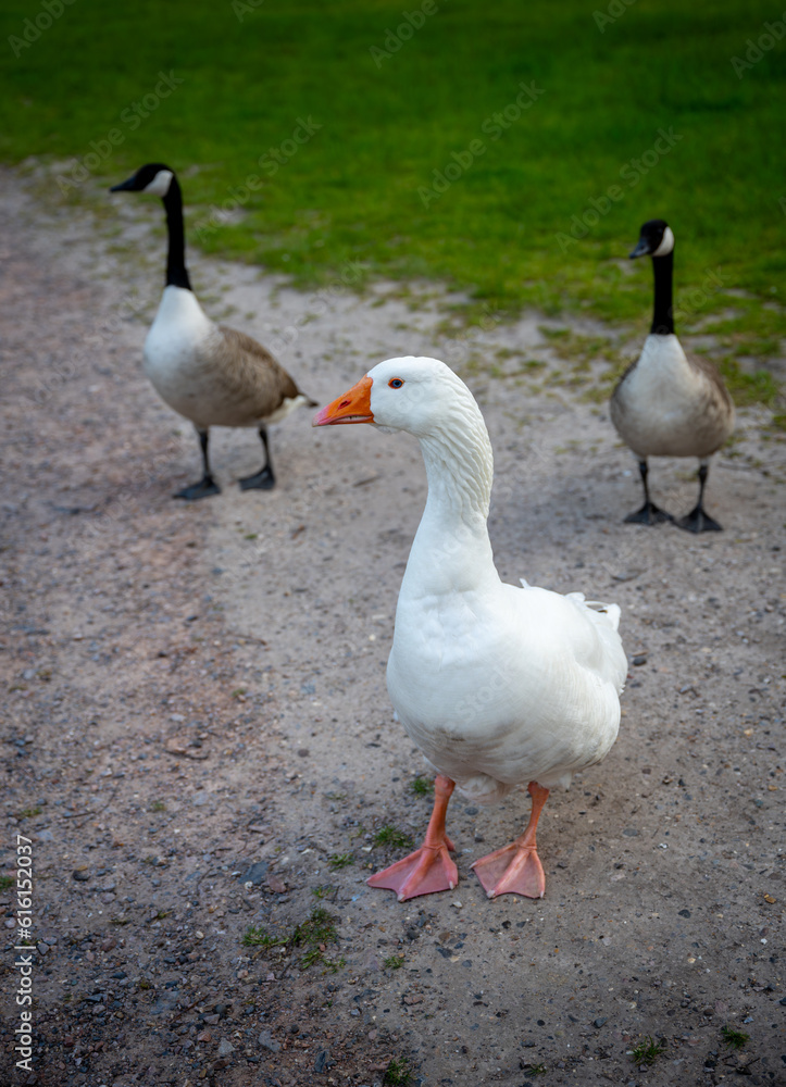 Fototapeta premium A white goose with an orange beak walking on a path with two Canada Geese. Seen near Keston Ponds in Kent, UK.