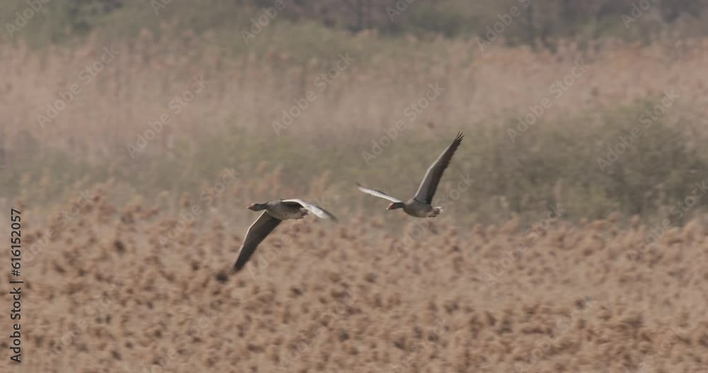 Greater White-Fronted Goose Birds Flying In Slow Motion Anser Anser