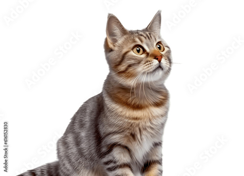 Tabby cat looking up with surprised expression, Generative AI
