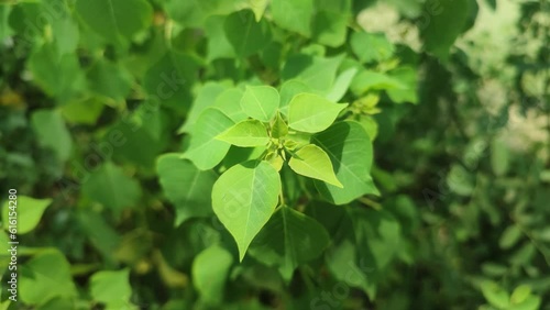 Triadica sebifera is a tree native to eastern China. It is commonly called Chinese tallow, Chinese tallowtree, Florida aspen, chicken tree, gray popcorn tree or candleberry tree. photo