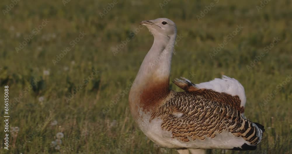 Great Bustard Otis Tarda Hungary  Close Up Image