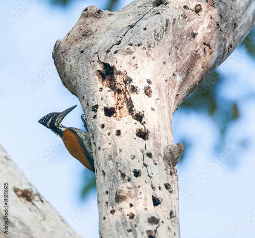 Greater Flameback, Chrysocolaptes guttacristatus sultaneus photo