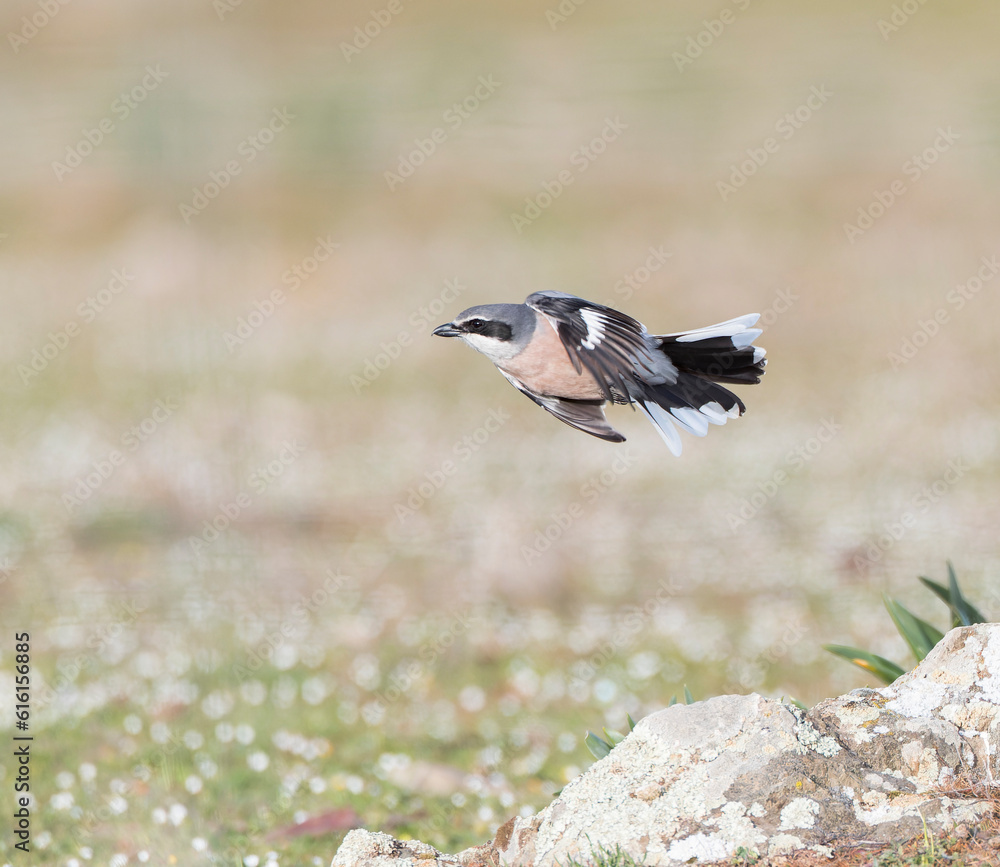 Obraz premium Iberian Grey Shrike, Lanius meridionalis