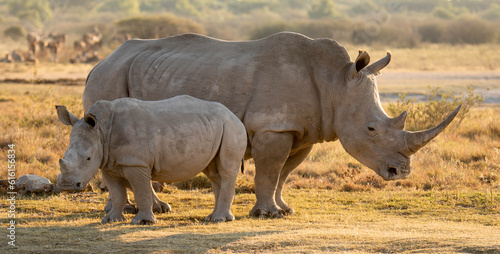 Endangered Rhino and baby