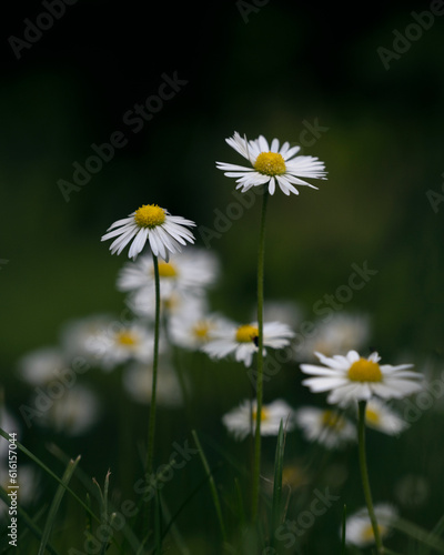white daisies in the field